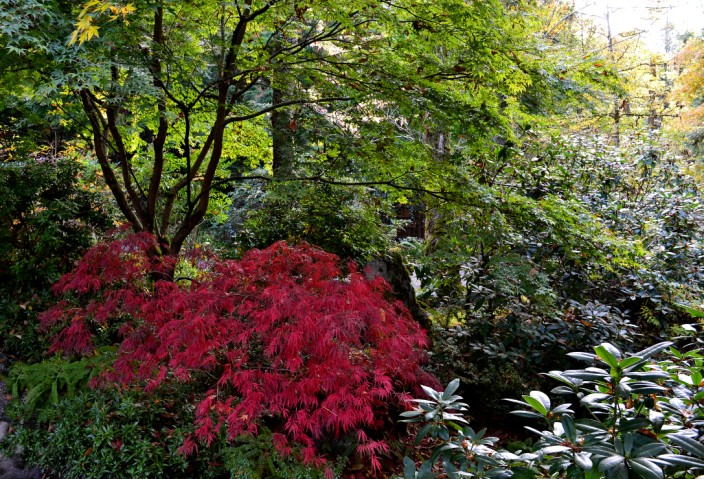 Japanese Maple in the Japanese Garden (makes sense to me)